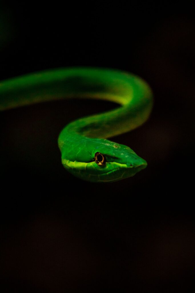 Cobra verde viva e alerta no escuro, imagem do sonho com cobra viva