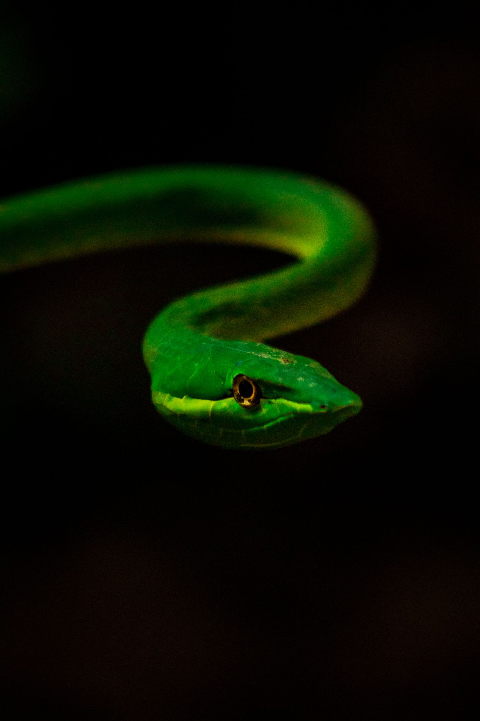 Cobra viva em ambiente natural simbolizando energia ativa e instintos despertos no sonho