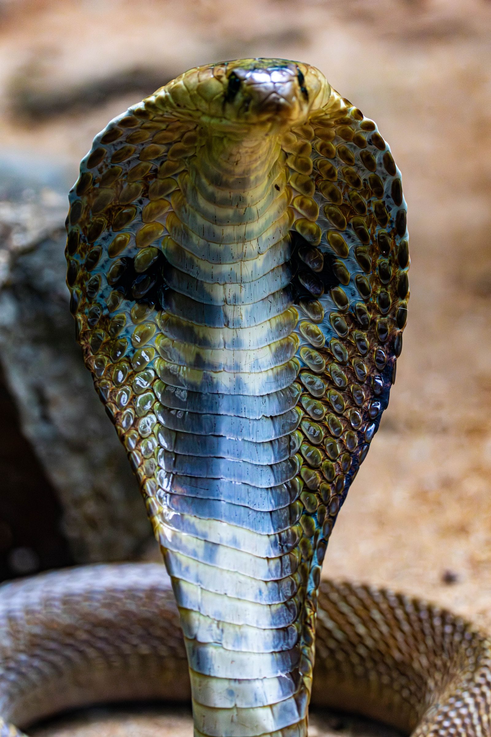 sonhar com cobras atacando significado