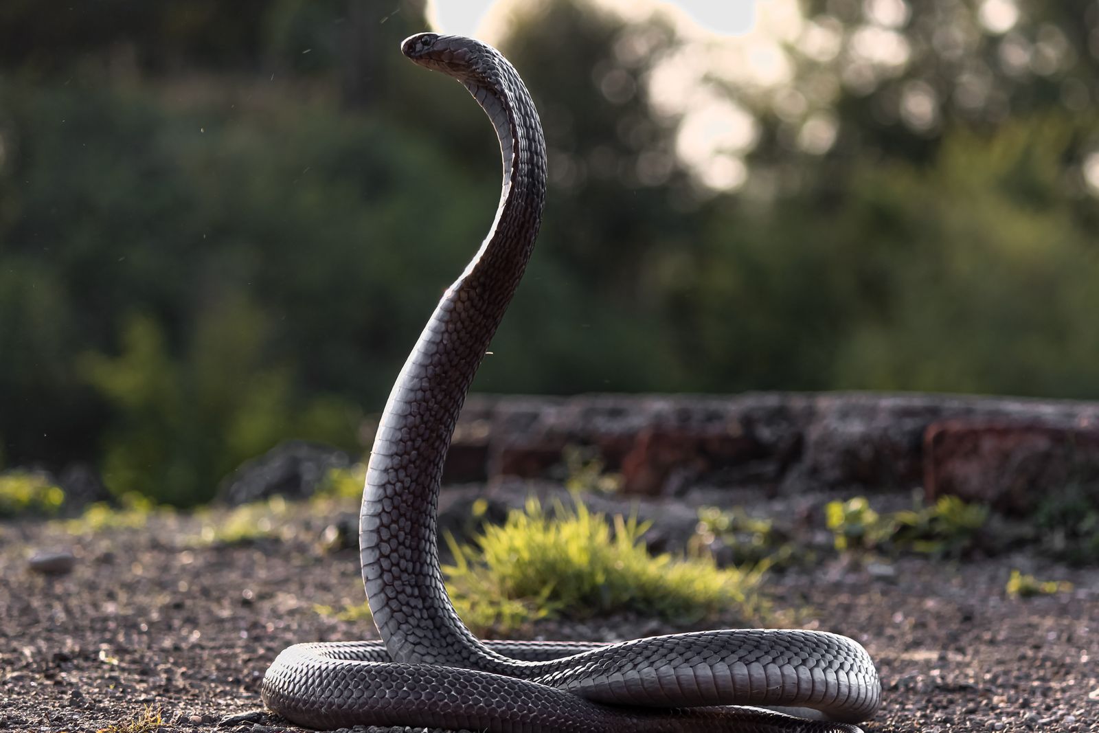 Pessoa assustada após sonhar com cobras picando, refletindo medo e tensão emocional