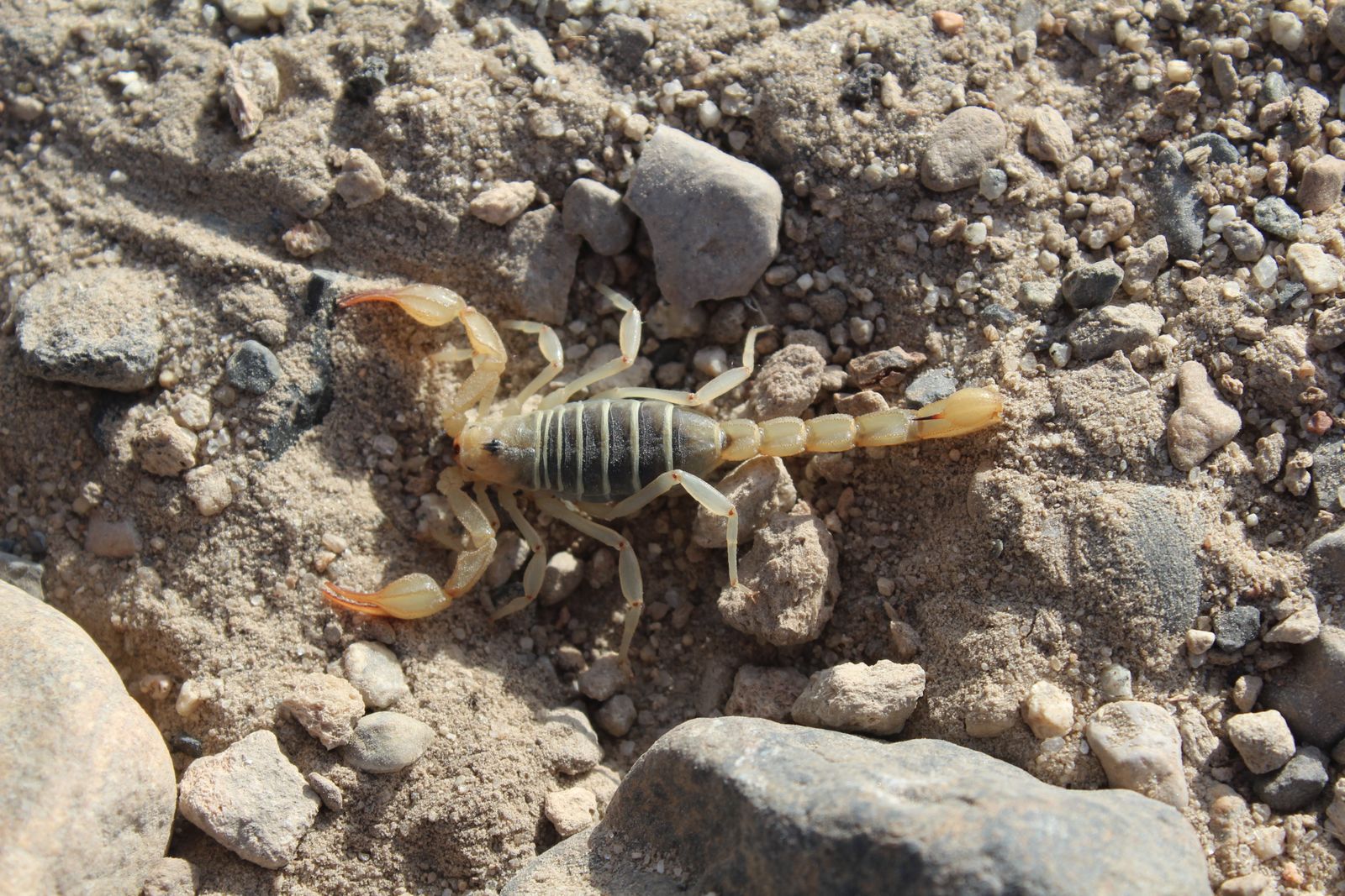 Escorpião amarelo na areia, imagem do sonho com escorpião