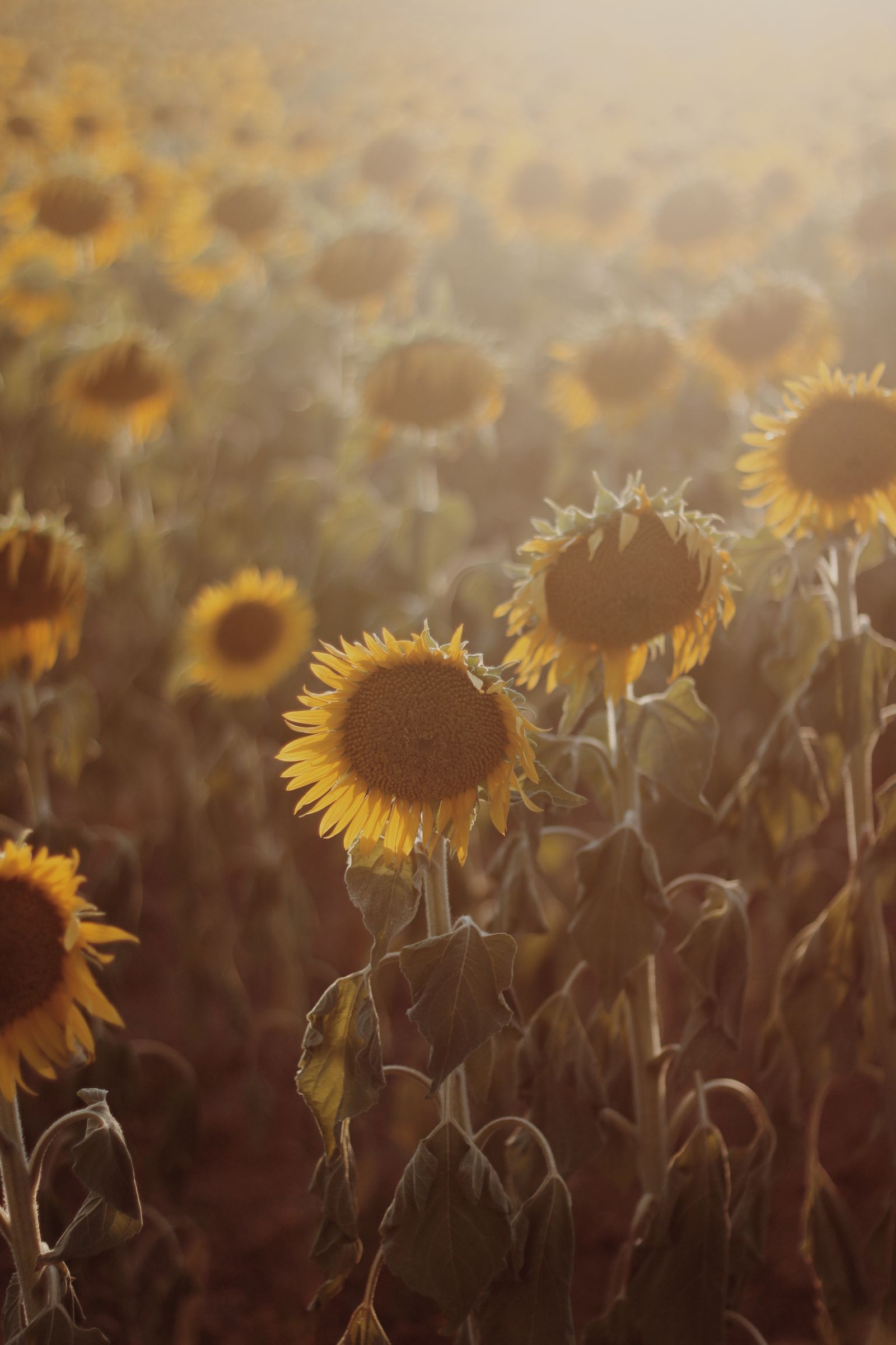 Girassóis na luz dourada, imagem do sonho com girassol