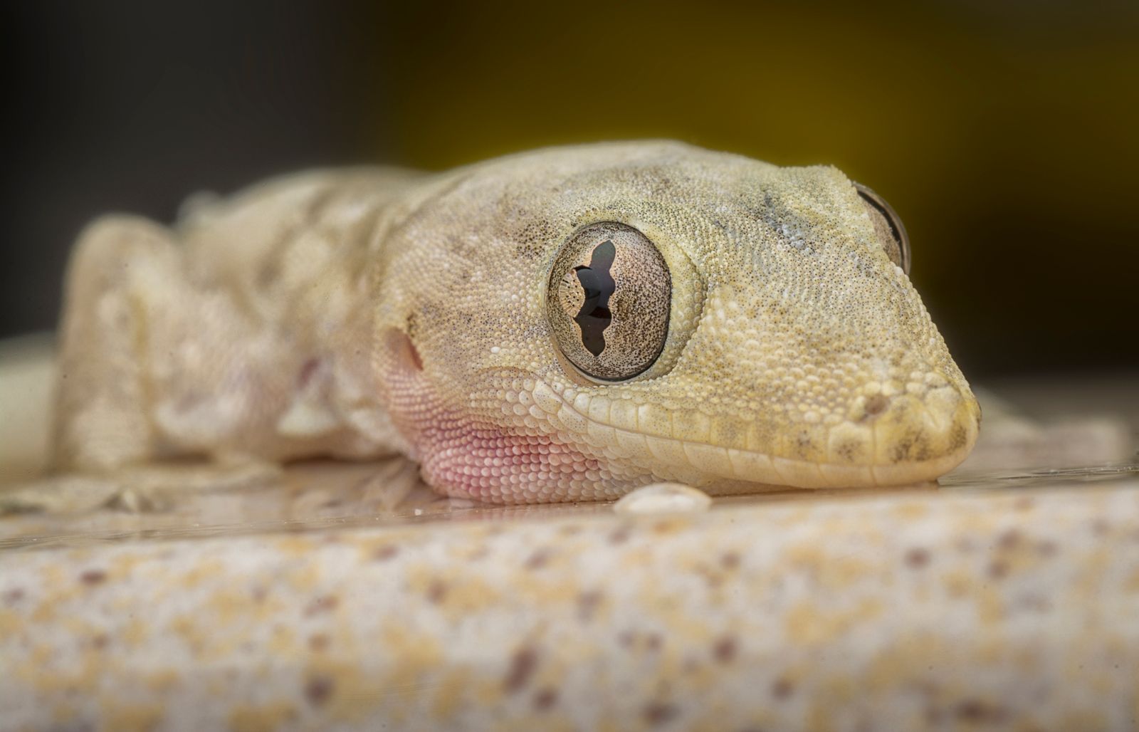Lagartixa em close, imagem do sonho com lagartixa