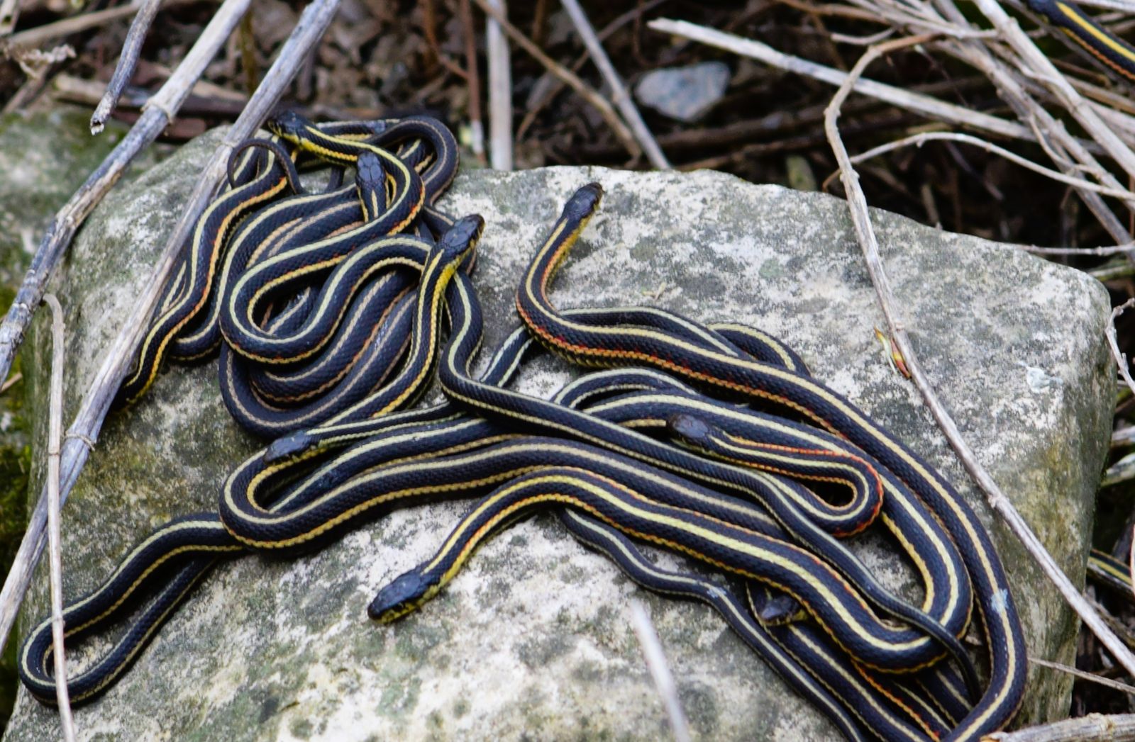 Interpretação espiritual de sonhar com muitas cobras ligadas à transformação interior
