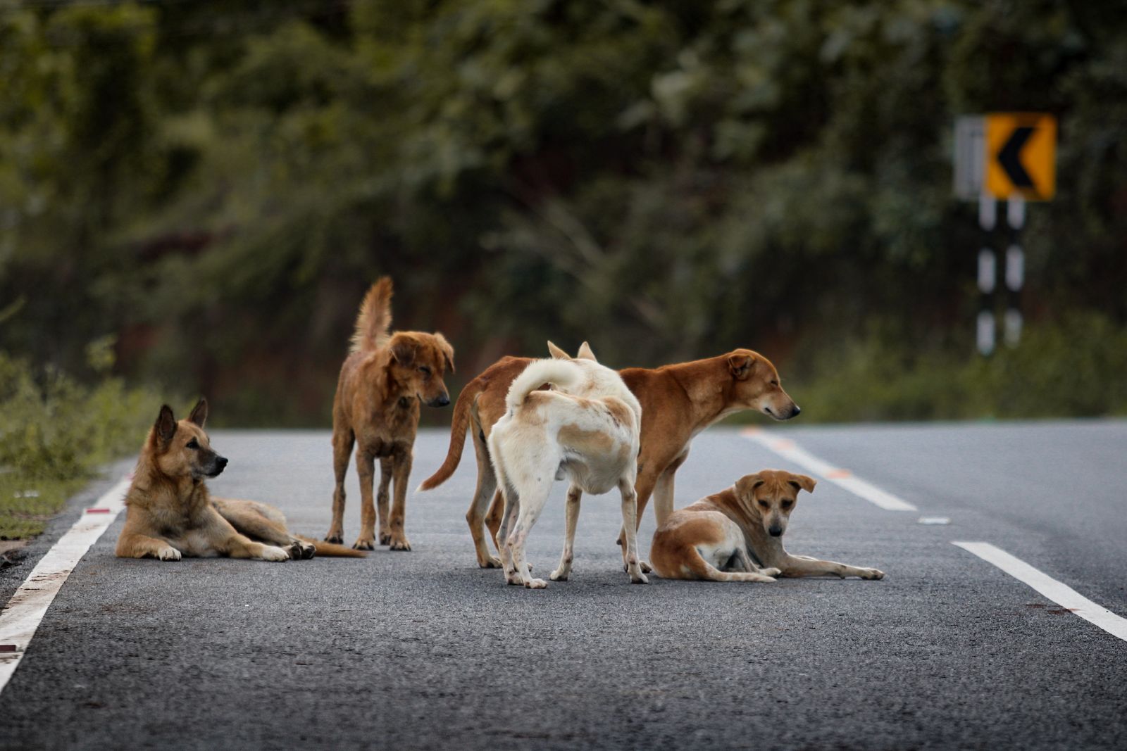 Vários cachorros juntos na estrada, sonho com muitos cachorros