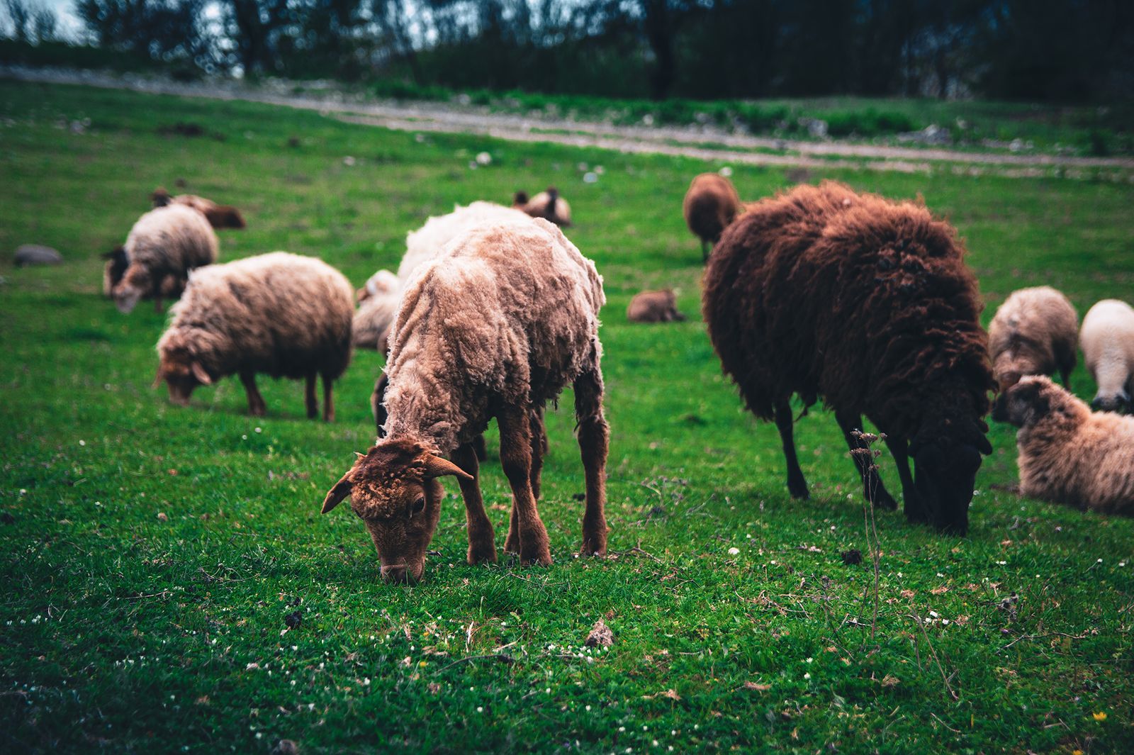 Rebanho de ovelhas no pasto, imagem do sonho com ovelha