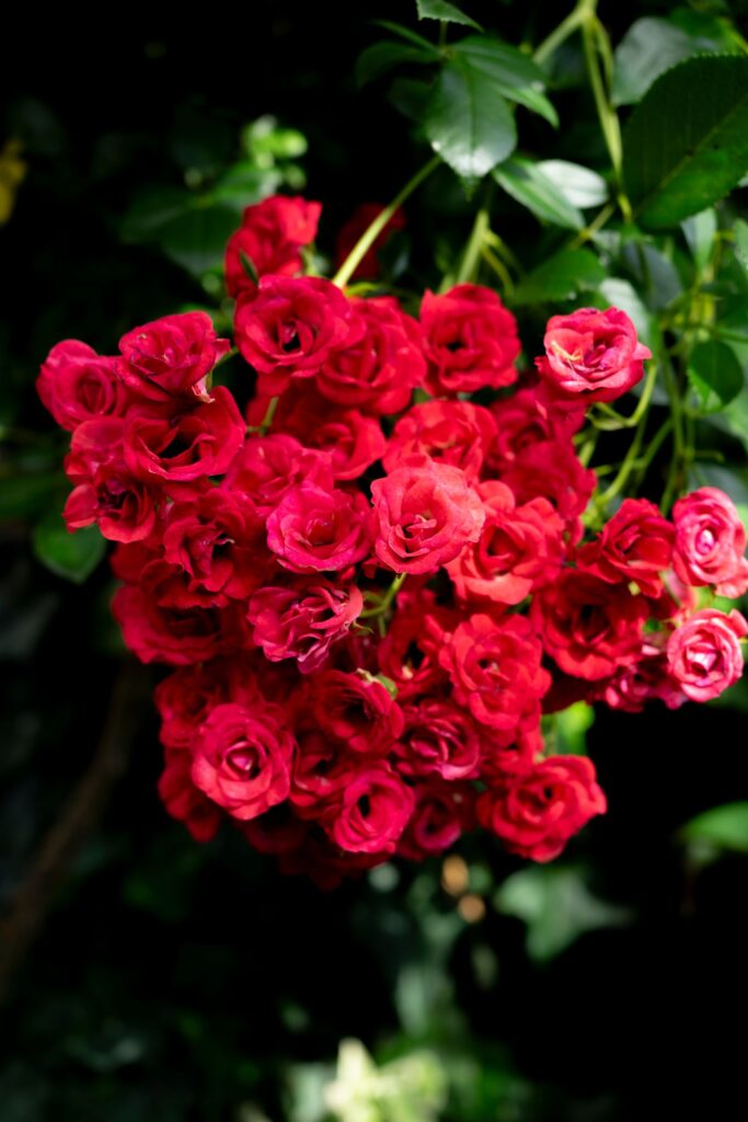 Rosas vermelhas, símbolo de Santa Rita de Cássia