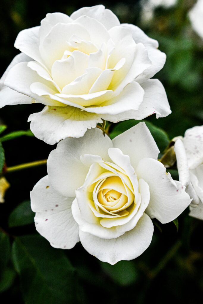 Rosas brancas, símbolo de Santa Teresinha