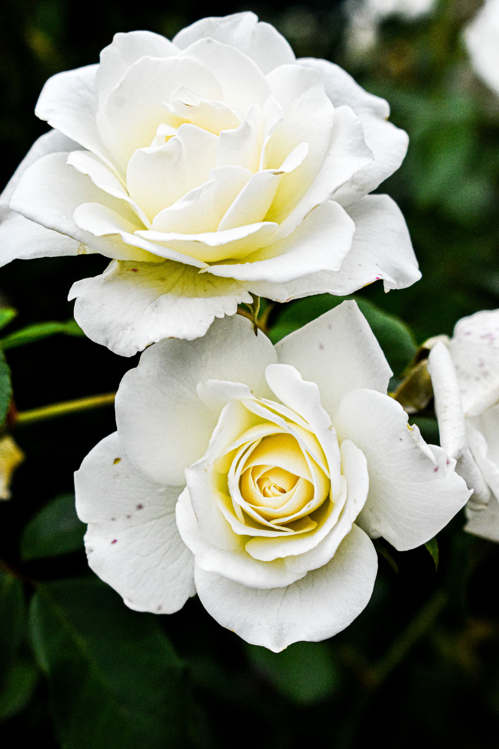 Rosas brancas, símbolo de Santa Teresinha