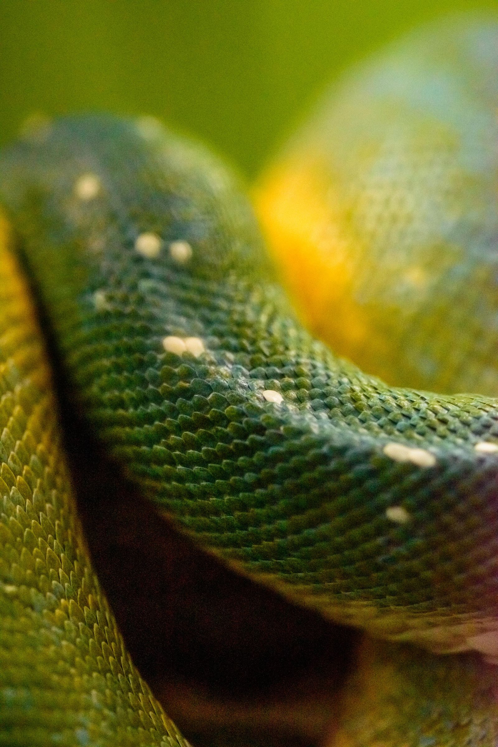 Serpente verde enrolada, símbolo espiritual do sonho com serpente