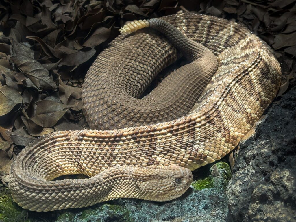 Cascavel enrolada entre folhas secas, imagem do sonho de matar uma cobra
