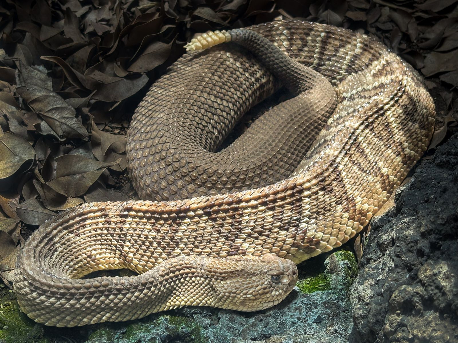 sonhar que mata uma cobra o que significa